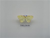 藏品(中國蛾類)的圖片